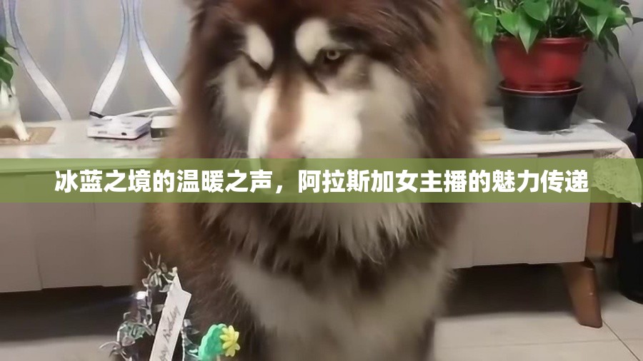 冰藍(lán)之境的溫暖之聲，阿拉斯加女主播的魅力傳遞