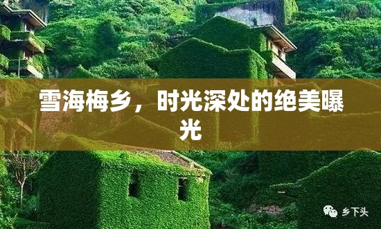 雪海梅鄉(xiāng)，時(shí)光深處的絕美曝光