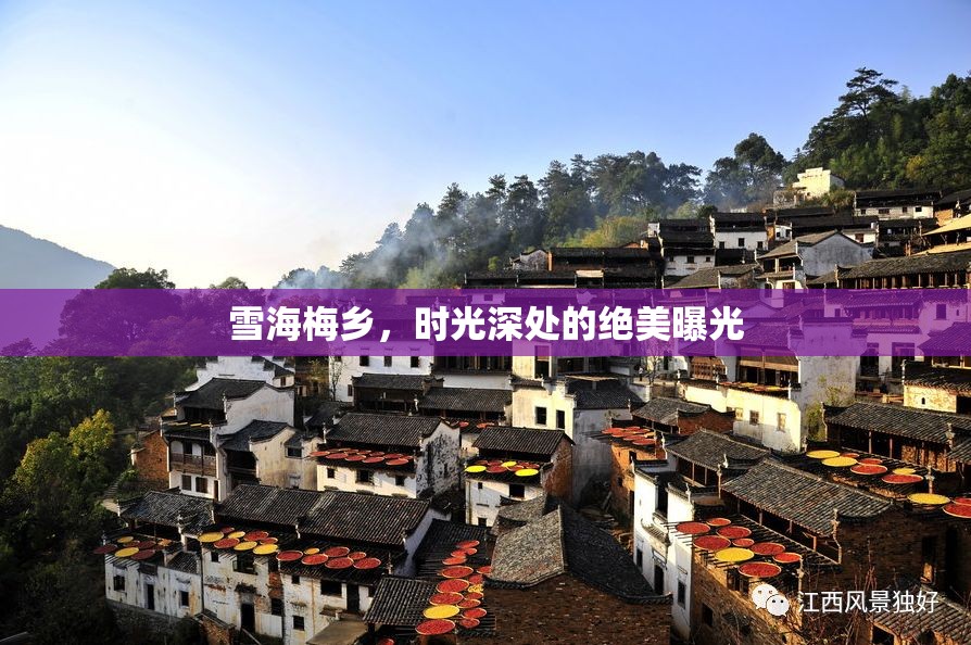 雪海梅鄉(xiāng)，時(shí)光深處的絕美曝光