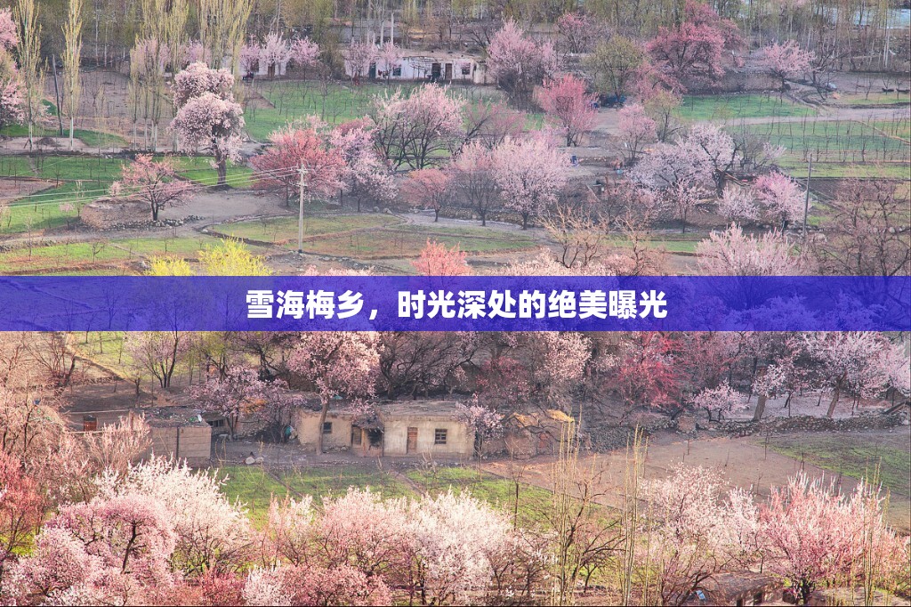 雪海梅鄉(xiāng)，時(shí)光深處的絕美曝光