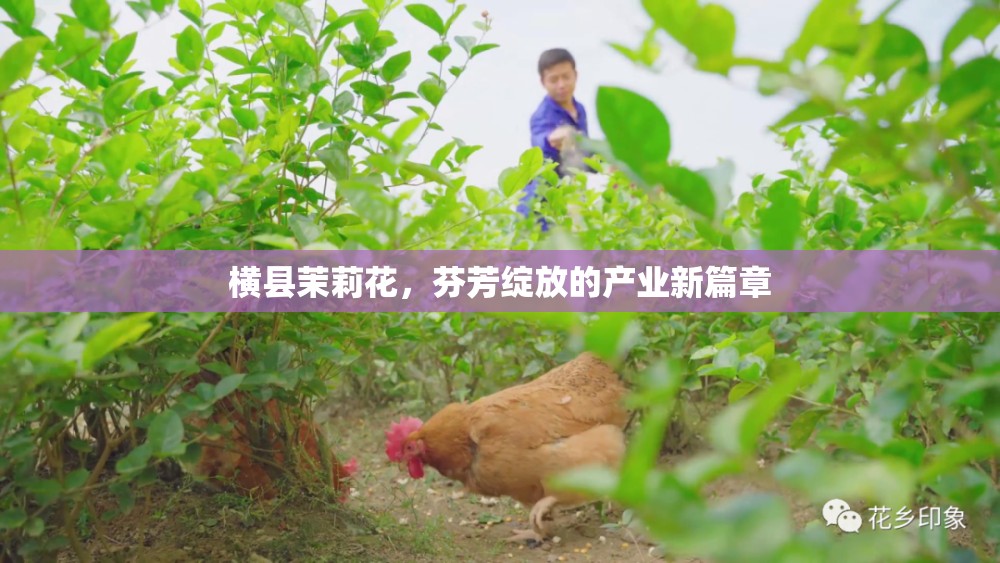 橫縣茉莉花，芬芳綻放的產(chǎn)業(yè)新篇章