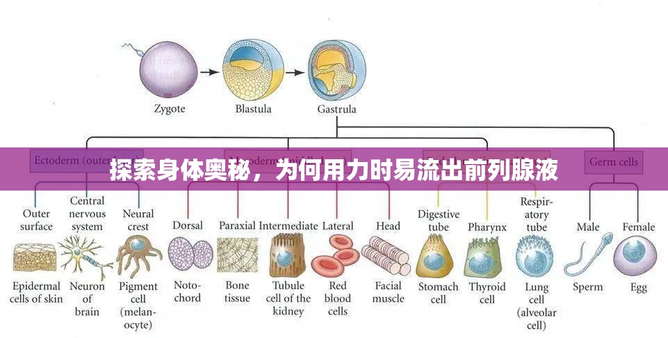 探索身體奧秘，為何用力時(shí)易流出前列腺液