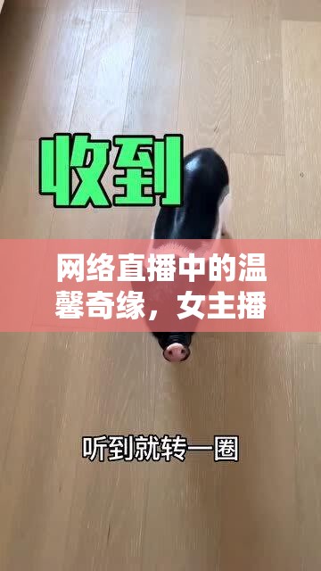 網(wǎng)絡(luò)直播中的溫馨奇緣，女主播與小香豬的奇妙邂逅