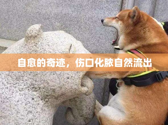 自愈的奇跡，傷口化膿自然流出