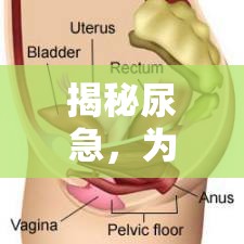 揭秘尿急，為何尿液會(huì)不自主流出？