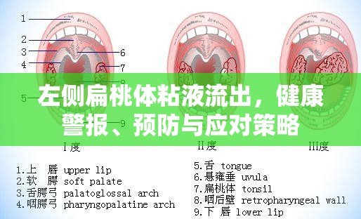 左側(cè)扁桃體粘液流出，健康警報(bào)、預(yù)防與應(yīng)對(duì)策略