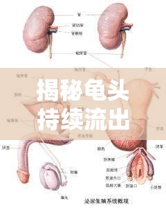 揭秘龜頭持續(xù)流出透明液體的原因——男性健康小知識(shí)