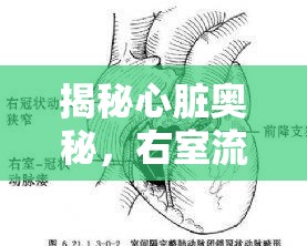 揭秘心臟奧秘，右室流出道與肺動(dòng)脈的聯(lián)動(dòng)機(jī)制