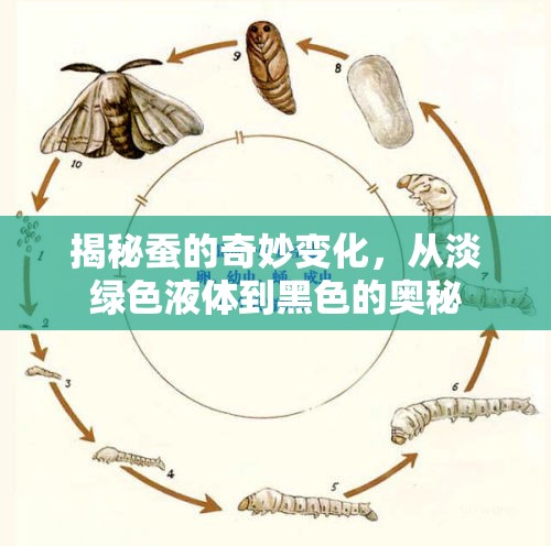 揭秘蠶的奇妙變化，從淡綠色液體到黑色的奧秘