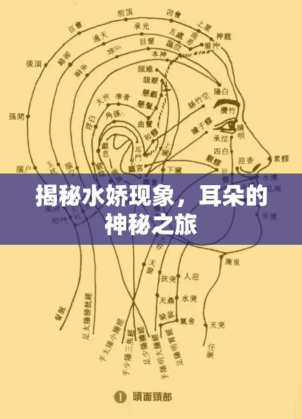 揭秘水嬌現(xiàn)象，耳朵的神秘之旅