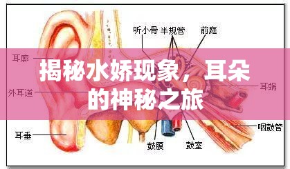 揭秘水嬌現(xiàn)象，耳朵的神秘之旅