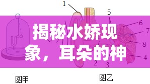 揭秘水嬌現(xiàn)象，耳朵的神秘之旅