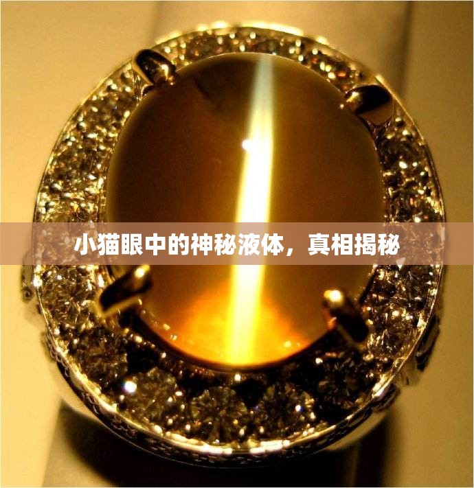 小貓眼中的神秘液體，真相揭秘