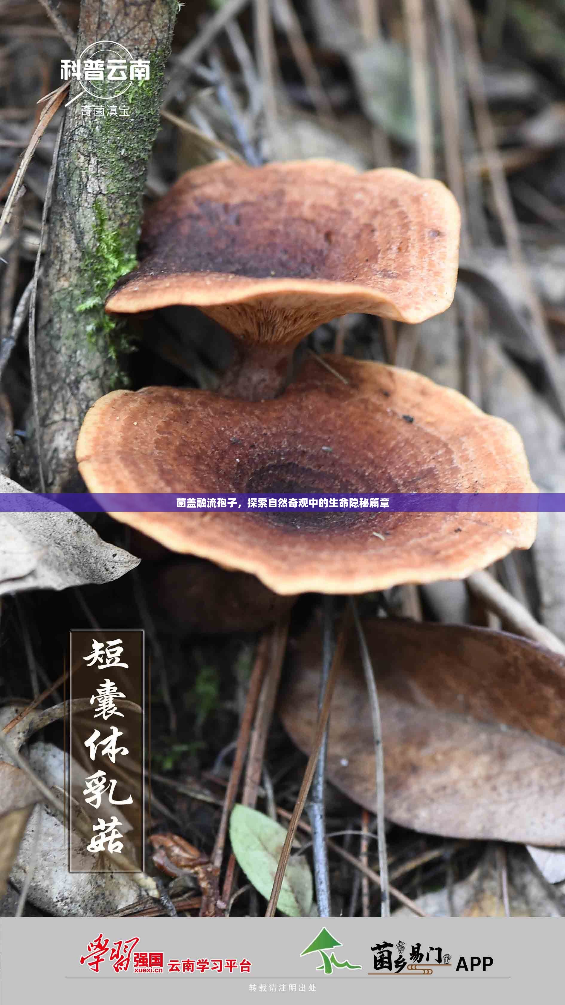 菌蓋融流孢子，探索自然奇觀中的生命隱秘篇章