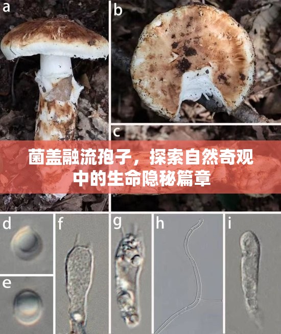菌蓋融流孢子，探索自然奇觀中的生命隱秘篇章