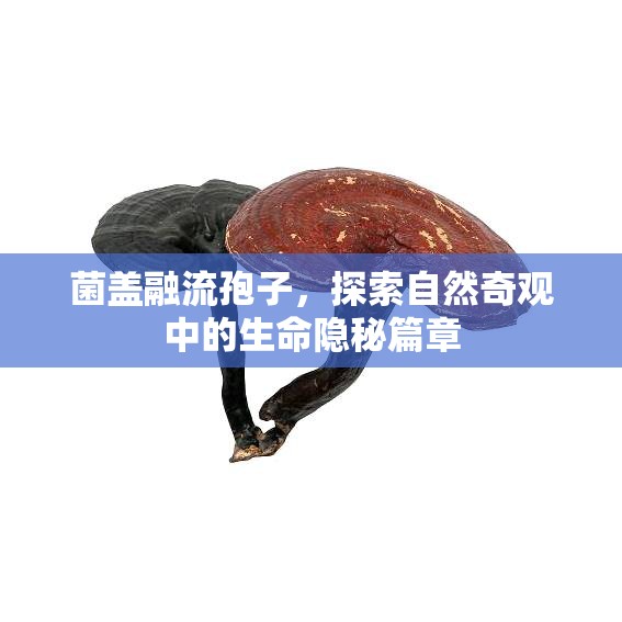 菌蓋融流孢子，探索自然奇觀中的生命隱秘篇章