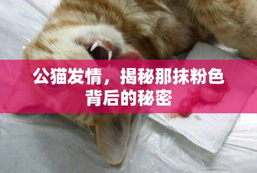 公貓發(fā)情，揭秘那抹粉色背后的秘密