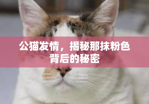 公貓發(fā)情，揭秘那抹粉色背后的秘密
