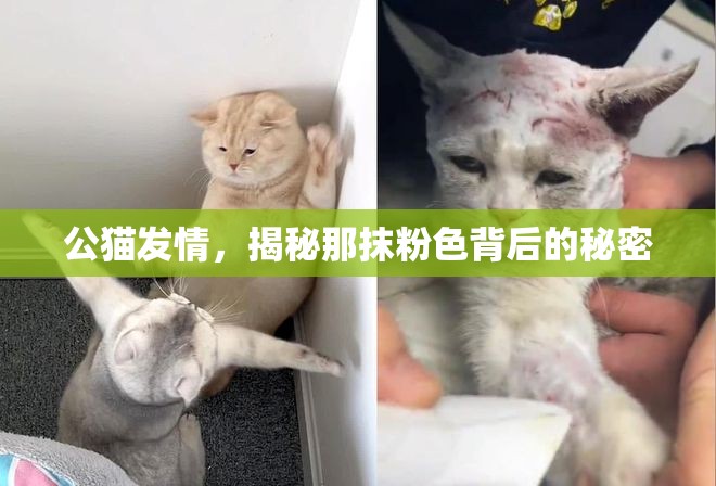 公貓發(fā)情，揭秘那抹粉色背后的秘密
