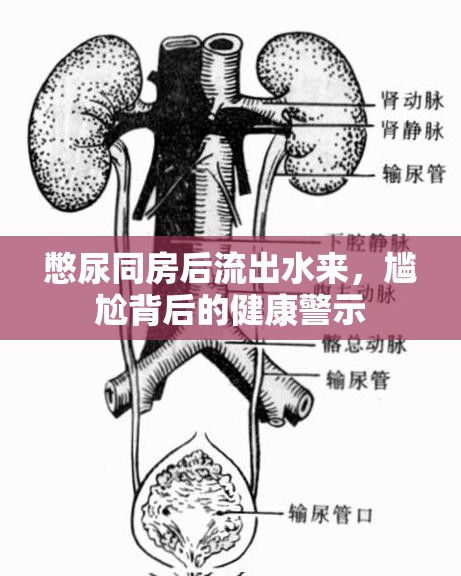 憋尿同房后流出水來，尷尬背后的健康警示