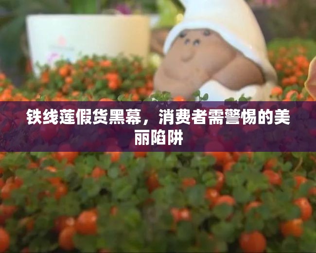 鐵線蓮假貨黑幕，消費(fèi)者需警惕的美麗陷阱