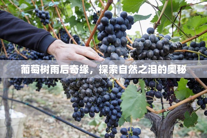 葡萄樹雨后奇緣，探索自然之淚的奧秘