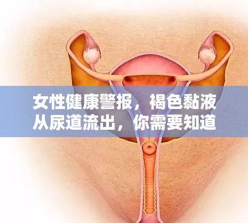 女性健康警報(bào)，褐色黏液從尿道流出，你需要知道的真相