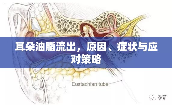 耳朵油脂流出，原因、癥狀與應(yīng)對(duì)策略