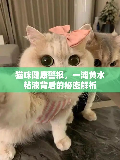 貓咪健康警報(bào)，一灘黃水粘液背后的秘密解析