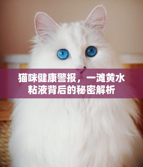 貓咪健康警報(bào)，一灘黃水粘液背后的秘密解析