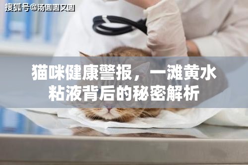 貓咪健康警報(bào)，一灘黃水粘液背后的秘密解析