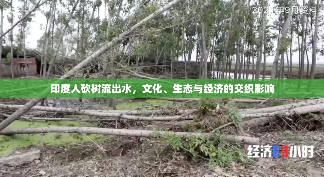 印度人砍樹(shù)流出水，文化、生態(tài)與經(jīng)濟(jì)的交織影響