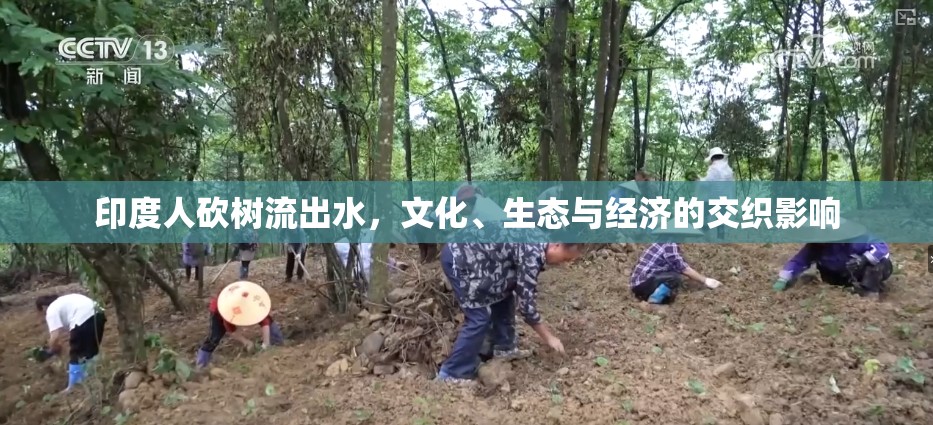 印度人砍樹(shù)流出水，文化、生態(tài)與經(jīng)濟(jì)的交織影響