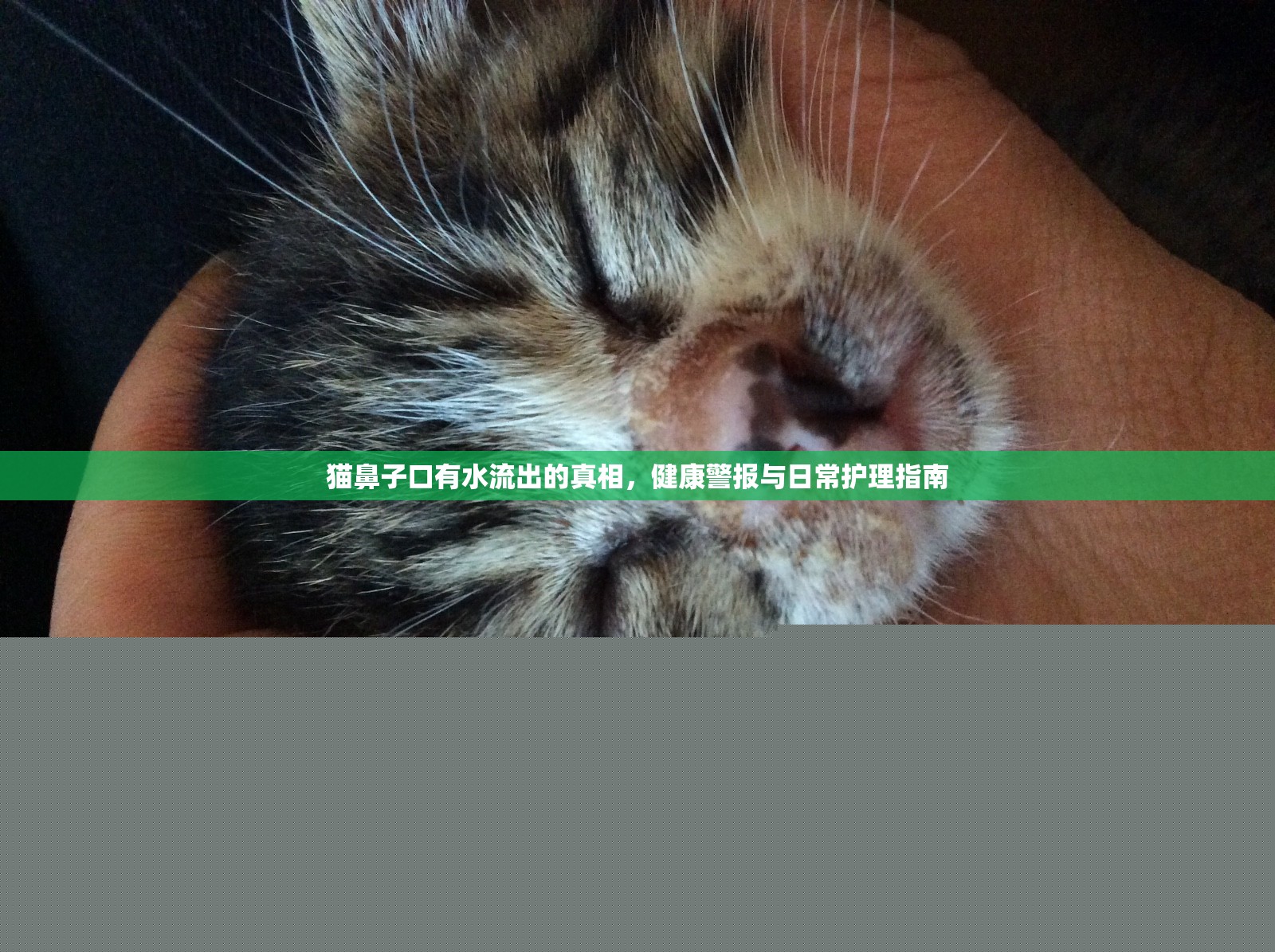 貓鼻子口有水流出的真相，健康警報(bào)與日常護(hù)理指南