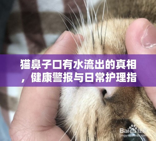 貓鼻子口有水流出的真相，健康警報(bào)與日常護(hù)理指南