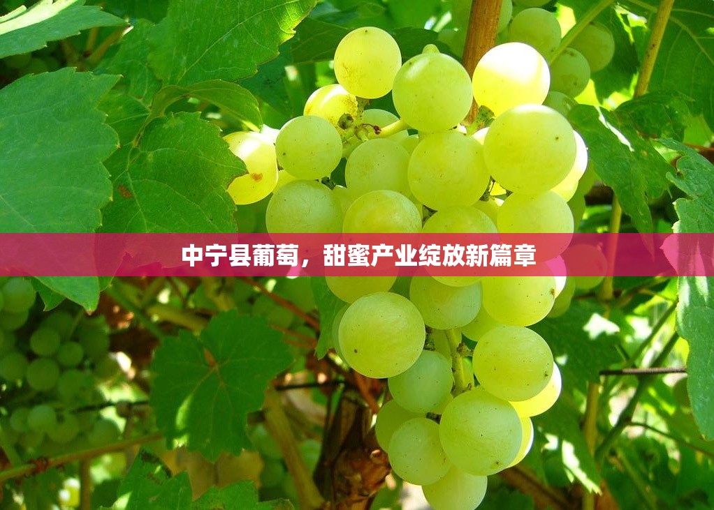 中寧縣葡萄，甜蜜產(chǎn)業(yè)綻放新篇章
