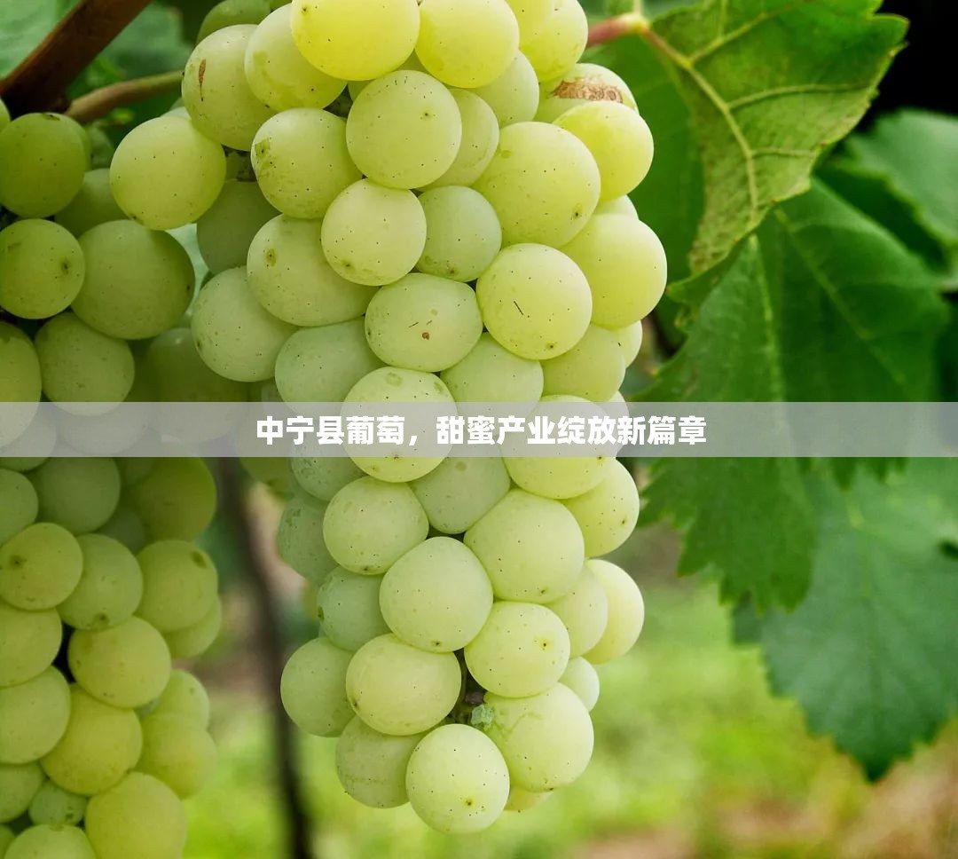 中寧縣葡萄，甜蜜產(chǎn)業(yè)綻放新篇章