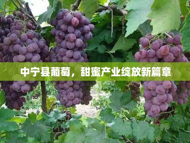 中寧縣葡萄，甜蜜產(chǎn)業(yè)綻放新篇章