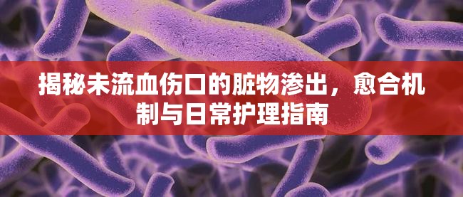 揭秘未流血傷口的臟物滲出，愈合機制與日常護理指南