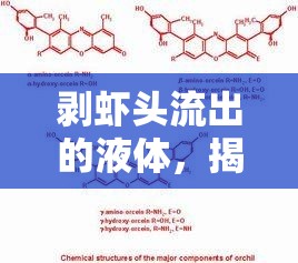 剝蝦頭流出的液體，揭秘背后的真相與科學(xué)