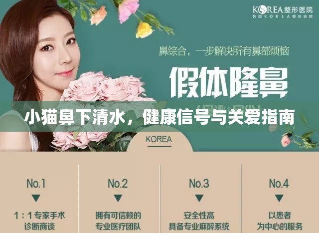 小貓鼻下清水，健康信號與關(guān)愛指南