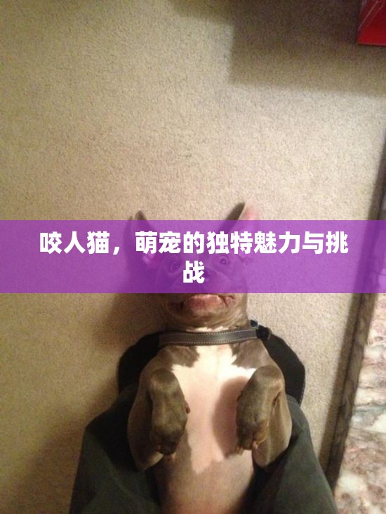 咬人貓，萌寵的獨(dú)特魅力與挑戰(zhàn)