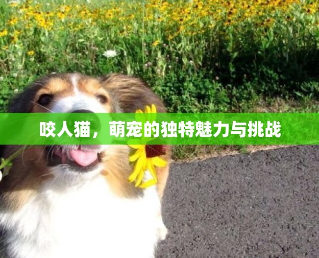 咬人貓，萌寵的獨(dú)特魅力與挑戰(zhàn)