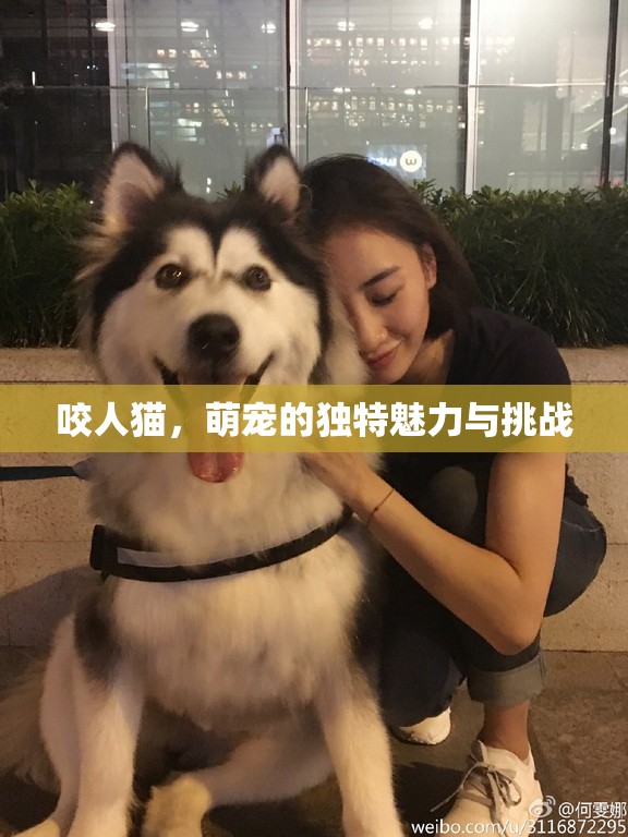 咬人貓，萌寵的獨(dú)特魅力與挑戰(zhàn)