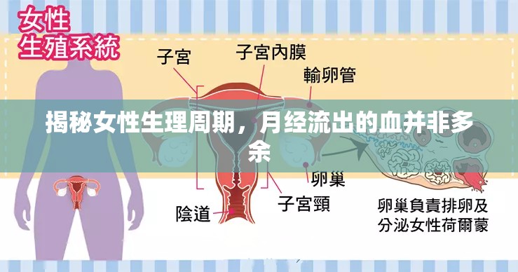揭秘女性生理周期，月經(jīng)流出的血并非多余
