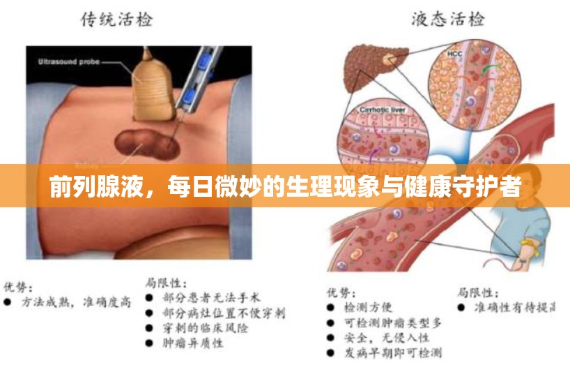 前列腺液，每日微妙的生理現(xiàn)象與健康守護者