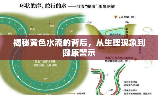 揭秘黃色水流的背后，從生理現(xiàn)象到健康警示