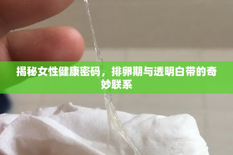 揭秘女性健康密碼，排卵期與透明白帶的奇妙聯(lián)系