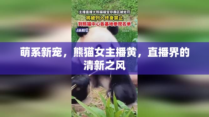 萌系新寵，熊貓女主播黃，直播界的清新之風