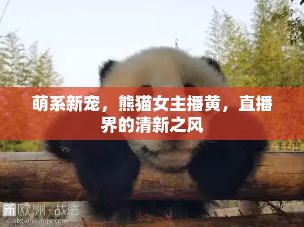 萌系新寵，熊貓女主播黃，直播界的清新之風